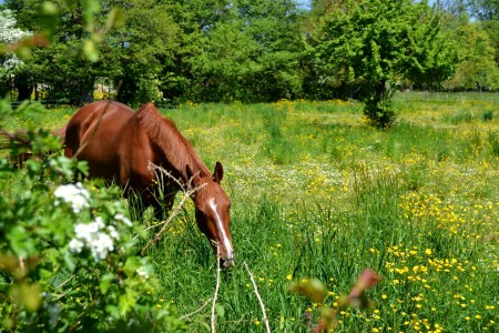 Cheval dans un champs à Maizières