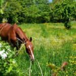 Cheval dans un champs à Maizières